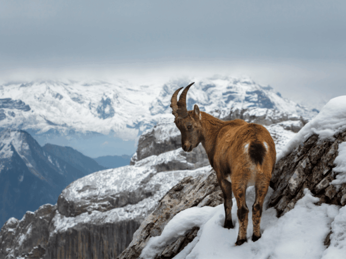 From Zurich: Pilatus & Lucerne With Cruise Private Day Trip - Meeting Point and Pickup Options