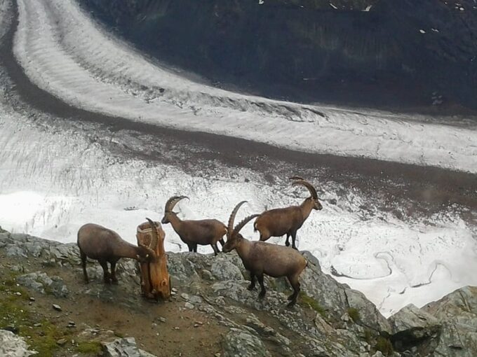 From Zürich: Zermatt and Matterhorn Full-Day Group Tour - Transportation and Value