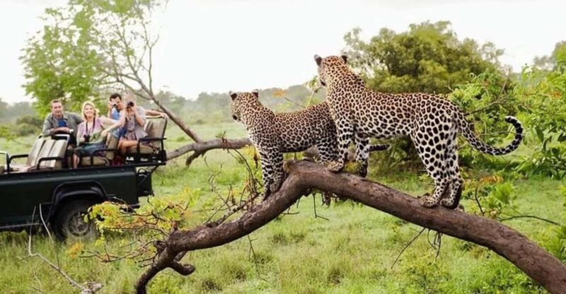 From:Galle/Mirissa/Bentota Transfer to Ella With Yala Safari - Wildlife Spotting at Yala