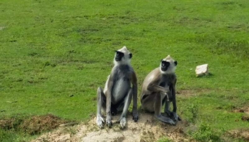 From:Galle/Mirissa/Bentota Transfer to Ella With Yala Safari - Park Entrance and Jeep Safari