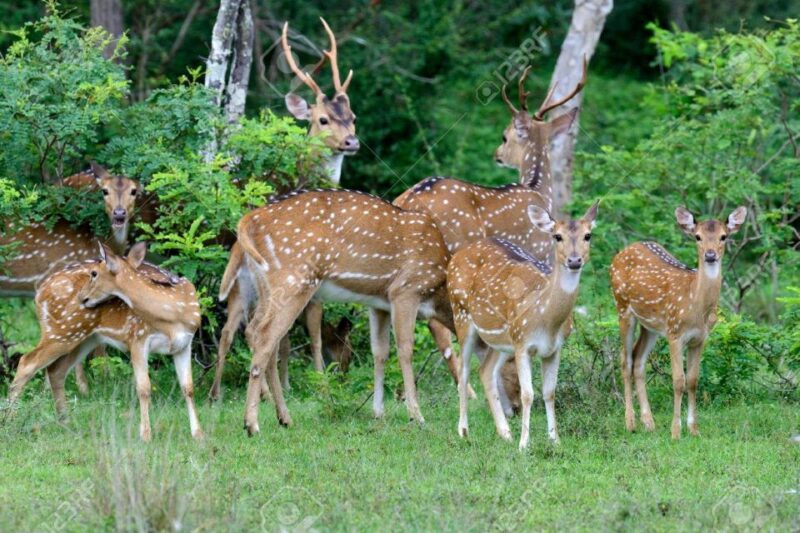 From:Galle/Mirissa/Bentota Transfer to Ella With Yala Safari - Transportation and Pickup