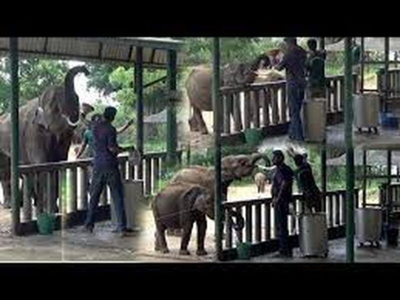 From:Galle/Mirissa Transfer to Ella With Udawalawe Safari - Customer Reviews and Highlights