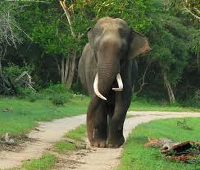 From:Galle/Mirissa Transfer to Ella With Udawalawe Safari - Pickup and Drop-off Locations