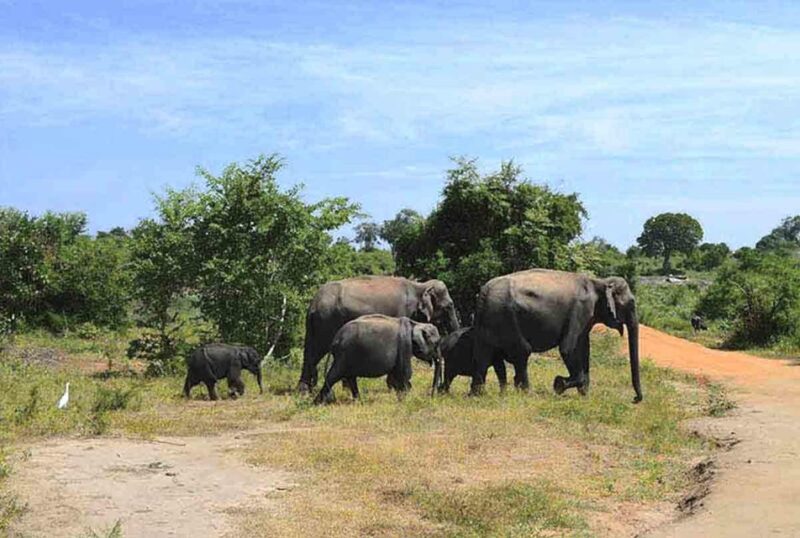 From:Galle/Mirissa Transfer to Ella With Udawalawe Safari - Wildlife and Conservation
