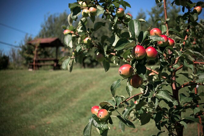 Fruit Alcohol Tasting + Velvet Orchards Audio Tour - Operational Hours and Seasons
