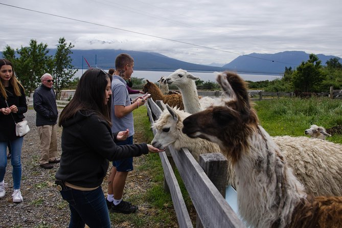 Frutillar, Puerto Varas, and Petrohué Waterfalls Excursion From Puerto Montt - Meeting and Pickup