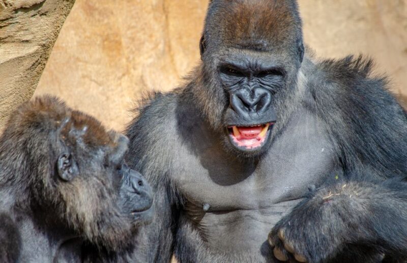 Fuengirola: Bioparc Entrance Ticket - Diverse Animal Habitats