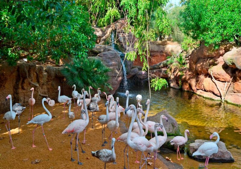 Fuengirola: Bioparc Entrance Ticket - Visitor Regulations and Restrictions