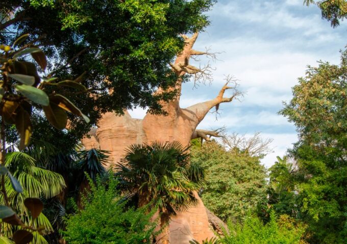 Fuengirola: Bioparc Entrance Ticket - Plan Your Visit