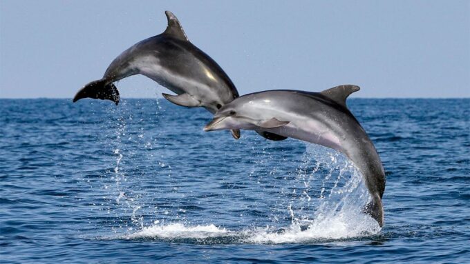 Fuengirola: Dolphin Spotting Yacht Tour With Drinks & Snacks - Departure Location