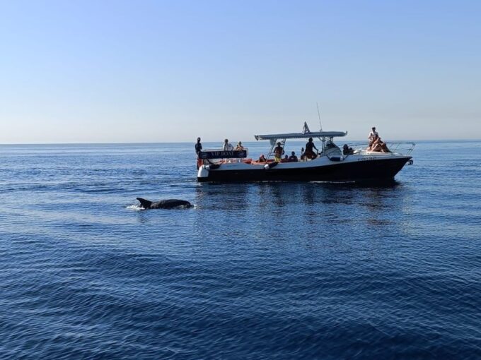 Fuengirola: Fantastic Dolphin Watching Yacht Tour With Drink - Discovering Dolphin Habitats and Behaviors