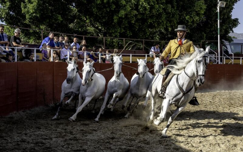 Fuengirola: Spanish Horse Show With Optional Dinner/Flamenco - Horse Show Highlights