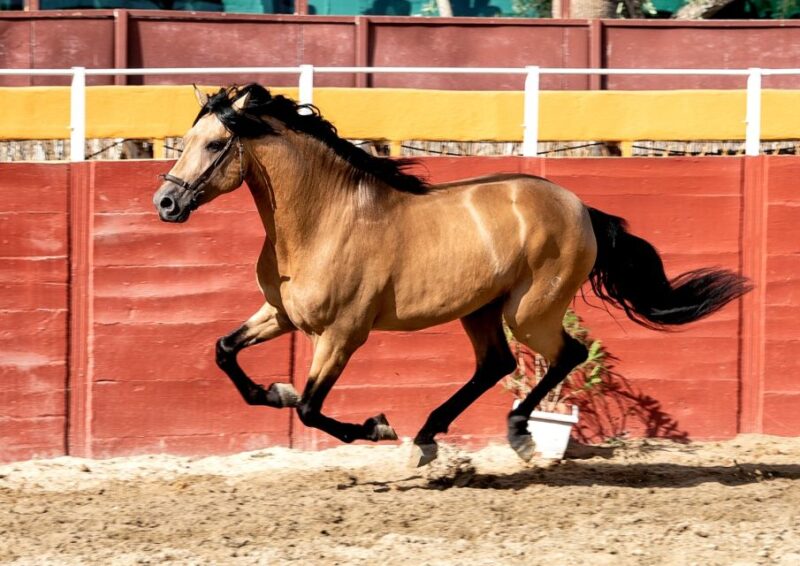 Fuengirola: Spanish Horse Show With Optional Dinner/Flamenco - Paella Dinner Details