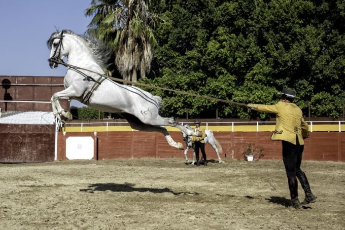 Fuengirola: Spanish Horse Show With Optional Dinner/Flamenco - Flamenco Performance
