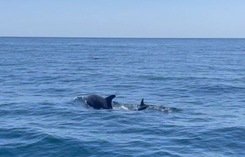 Fuengirola: Speedboat & Encounter Dolphins - Key Points