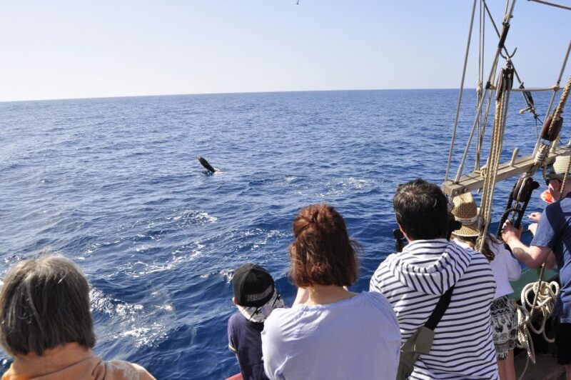 Fuerteventura: 4-Hour Pirate Sailing Adventure - Spotting Marine Wildlife
