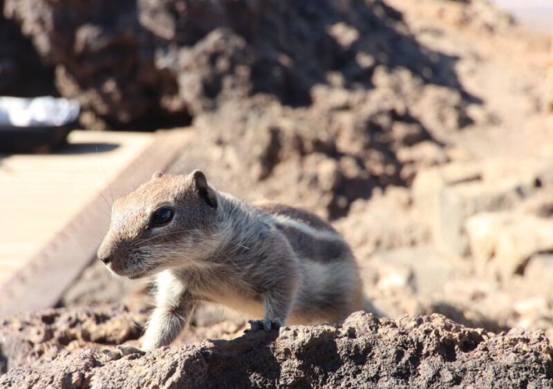 Fuerteventura: 4x4 Off-Road Trip to El Cotillo and La Olivia - Key Points