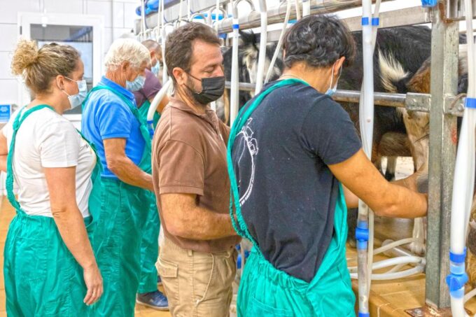 Fuerteventura: Artisan Goats Cheese Making at Local Farm - Cheese Tasting