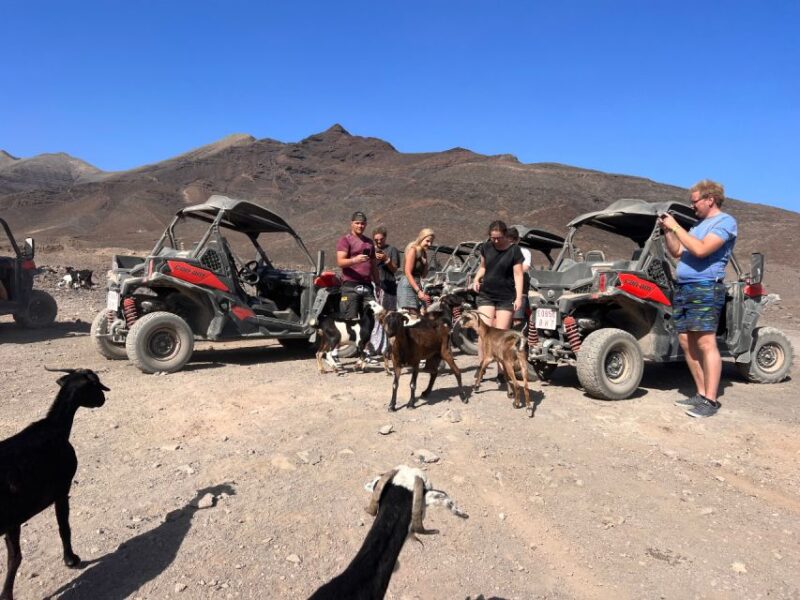 Fuerteventura: Buggy Tour in the South of the Island - Buggy Vehicle Specifications