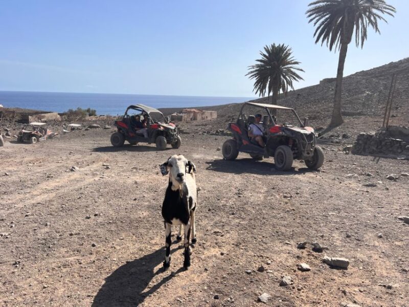 Fuerteventura: Buggy Tour in the South of the Island - Tour Language Options
