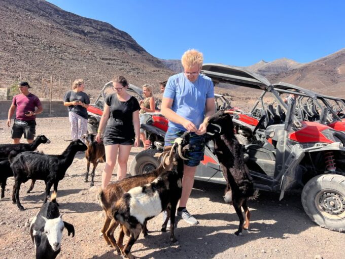 Fuerteventura: Buggy Tour in the South of the Island - Tour Group Size