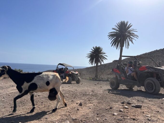 Fuerteventura: Buggy Tour in the South of the Island - Frequently Asked Questions
