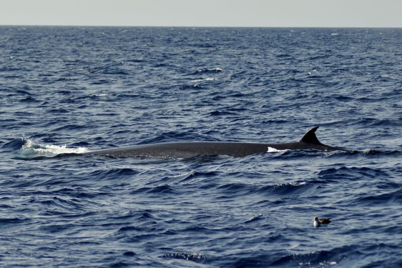 Fuerteventura: Catamaran Sailing Navigation. Maximum 10 People - Duration and Price