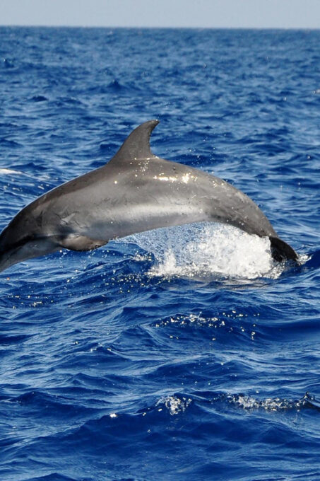 Fuerteventura: Catamaran Sailing Navigation. Maximum 10 People - About the Tour