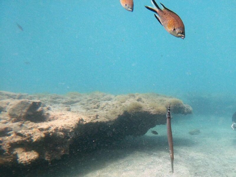 Fuerteventura : Discover Scuba Diving - Suitable Participants