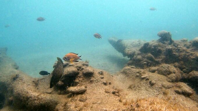 Fuerteventura : Discover Scuba Diving - Transfer and Pickup