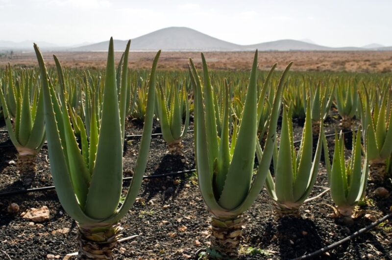 Fuerteventura: Discovery Tour - Traditional Canarian Cuisine
