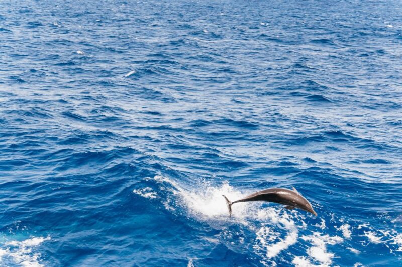 Fuerteventura: Glass Bottom Boat Cruise With Lunch & Drinks - Pickup and Drop-off
