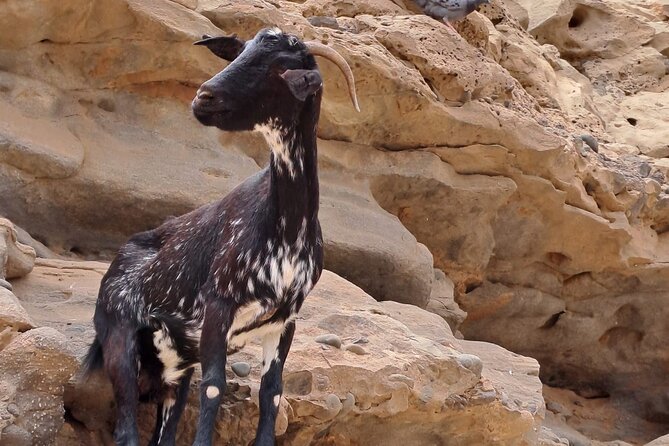 Fuerteventura: Guided Highlights GRAND ISLAND TOUR Max 8 People - Exploring Fuerteventuras Highlights