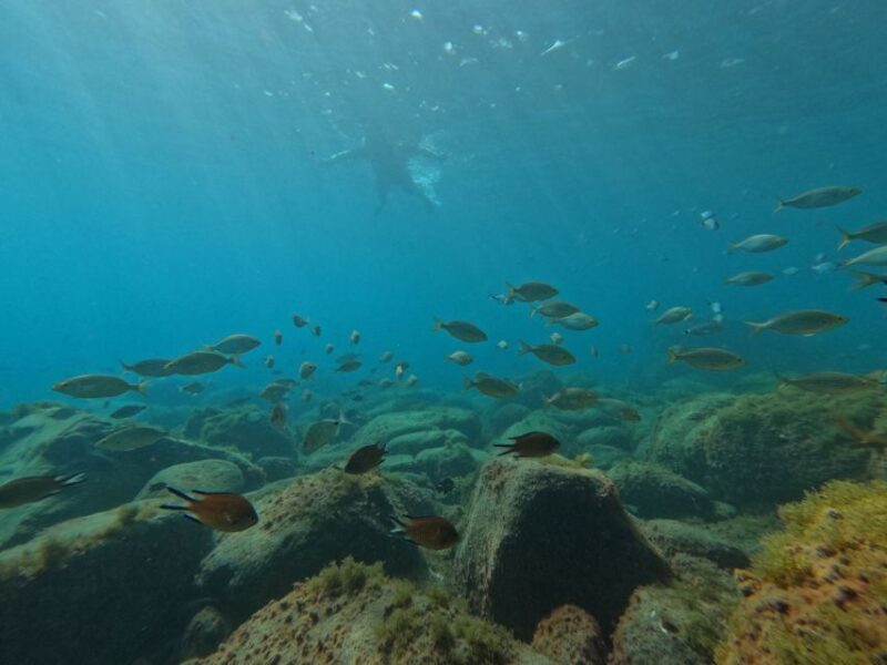 Fuerteventura: Guided Snorkeling in La Lajita With Pickup - Experience Highlights