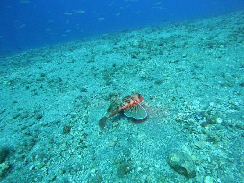 Fuerteventura: Guided Snorkeling in La Lajita With Pickup - Marine Life Exploration