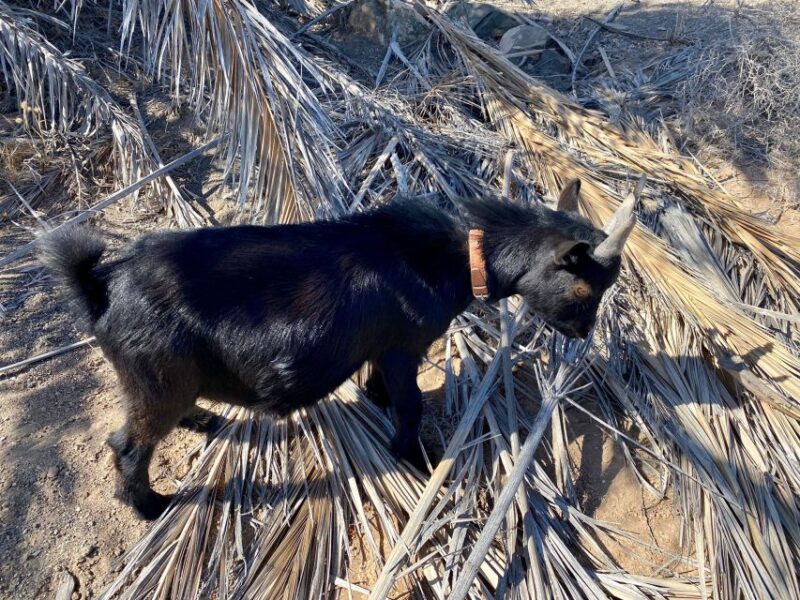 Fuerteventura: Guided Trekking Tour With Island Goats - What to Bring