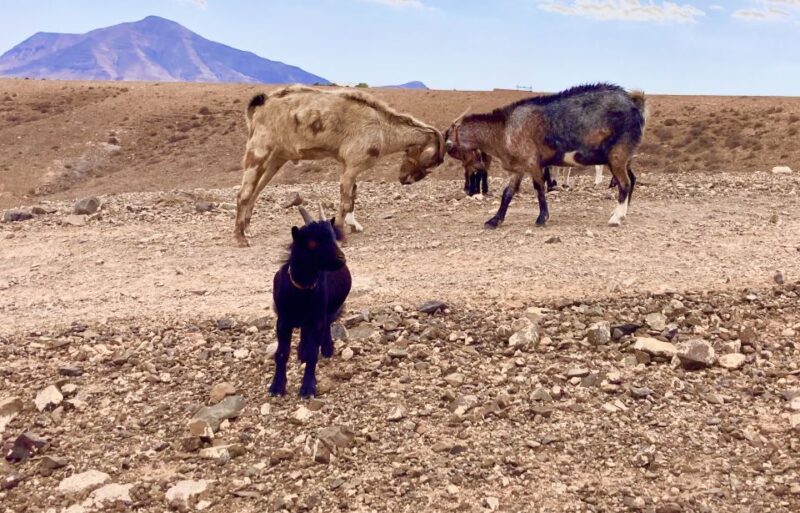 Fuerteventura: Guided Trekking Tour With Island Goats - Whats Not Allowed