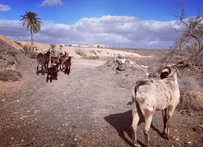 Fuerteventura: Guided Trekking Tour With Island Goats - Guided Hiking Tour