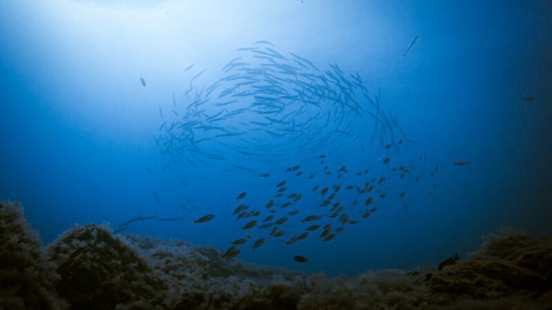 Fuerteventura: Introductory Dive in La Lajita With Pickup - Pickup and Drop-off Locations