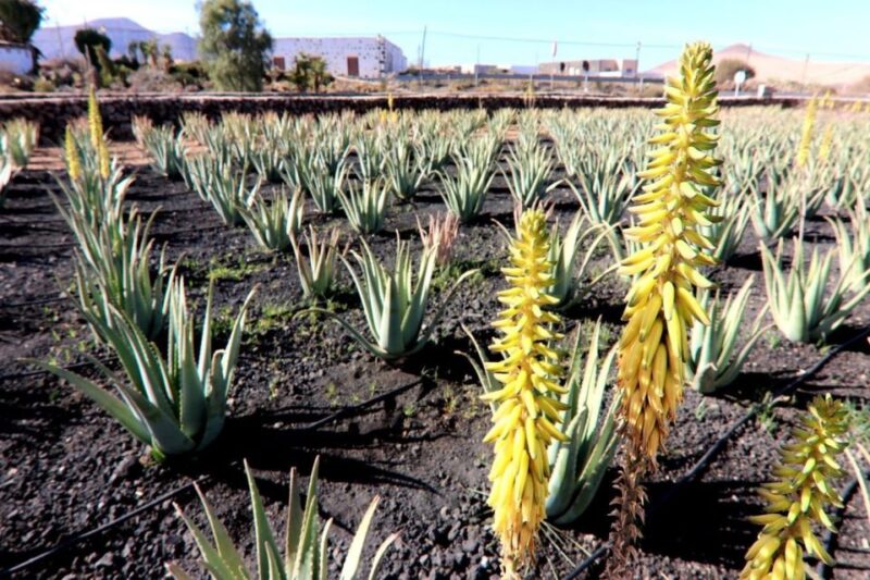 Fuerteventura: Island Flavors Full-Day Tour - Key Points