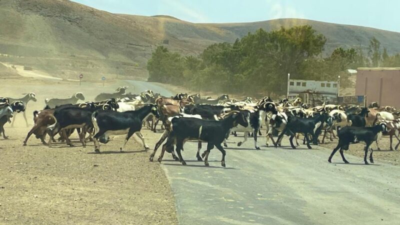 Fuerteventura: Island Highlights Guided Sightseeing Tour - El Cotillo Stopover
