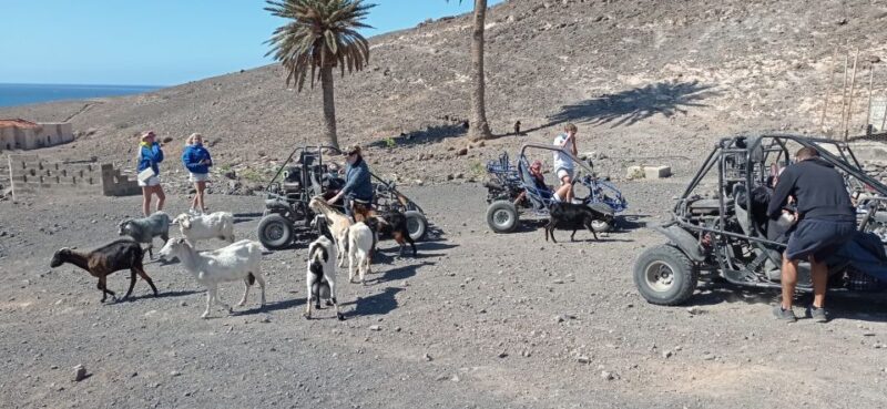 Fuerteventura: Jandía Natural Park & The Puertito Buggy Tour - Exploring the Buggy Tour