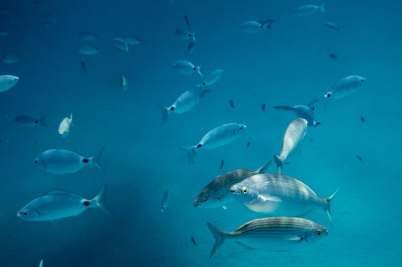 Fuerteventura: Lobos Island Oby Catamaran Cruise - Catamaran Cruise Details