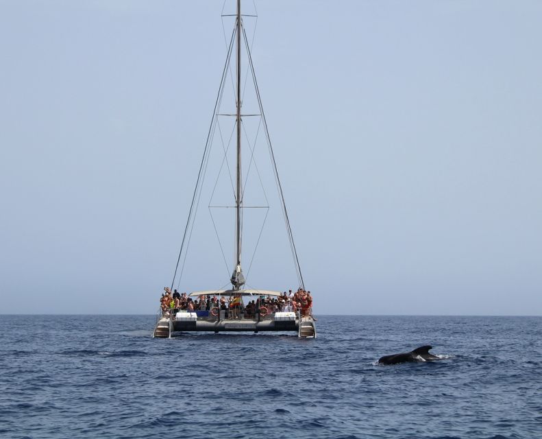 Fuerteventura: Magic Catamaran Trip With Food and Drinks - Key Points