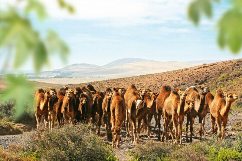 Fuerteventura: Oasis Wildlife Entry Ticket - Visitor Experiences