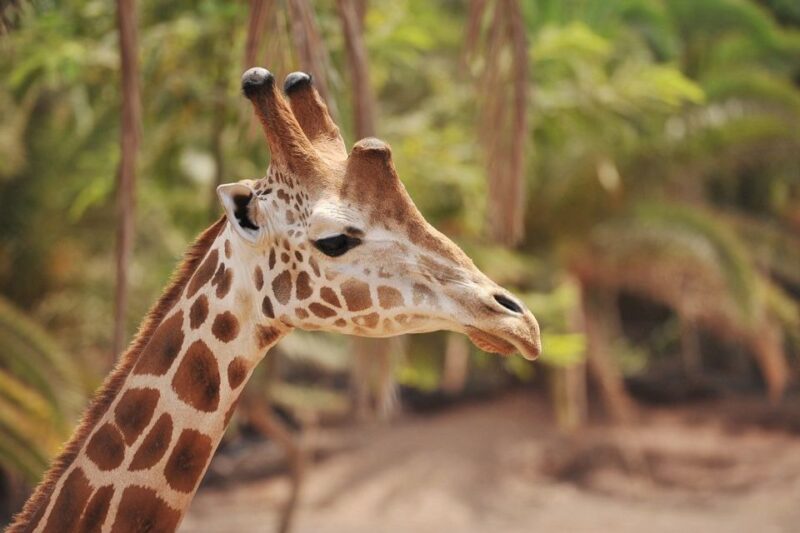 Fuerteventura: Oasis Wildlife Entry Ticket - Onsite Dining