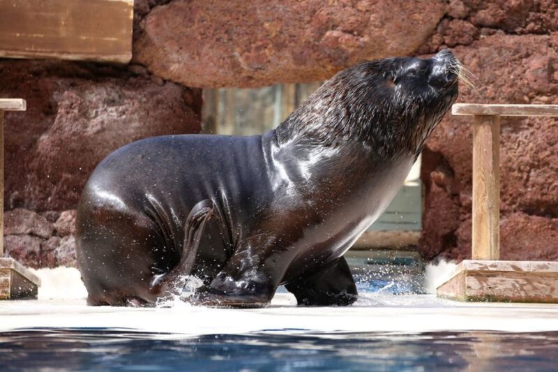 Fuerteventura: Oasis Wildlife Entry Ticket - Animal Experiences