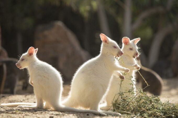 Fuerteventura: Oasis Wildlife Entry Ticket - Admission Information