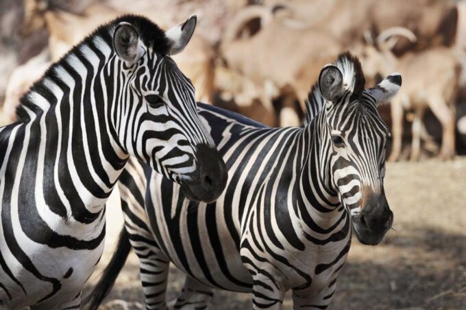 Fuerteventura: Oasis Wildlife Entry Ticket - Frequently Asked Questions