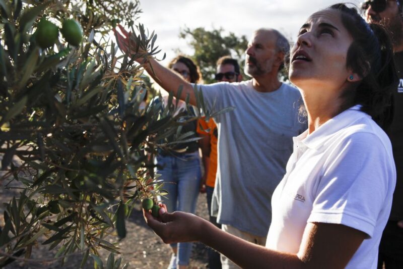 Fuerteventura Organic Farm Guided Tour With Optional Lunch - Encounter Farm Animals and Witness Olive Oil Production